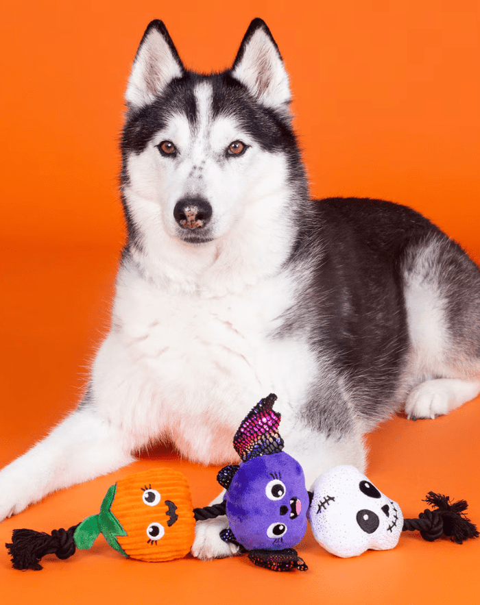 15% OFF! PetShop by Fringe Studio Literally Dead Cute Plush & Rope Squeaky Dog Toy - Glad Dogs Nation | ALL Profits Donated