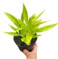 Philodendron plant in black nursery pot with bright chartreuse green leaves