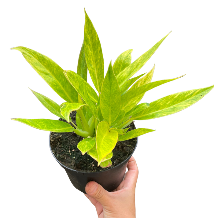 Philodendron plant in black nursery pot with bright chartreuse green leaves