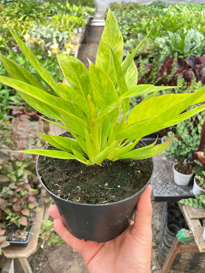 Philodendron plant in black nursery pot with long lime-green leaves
