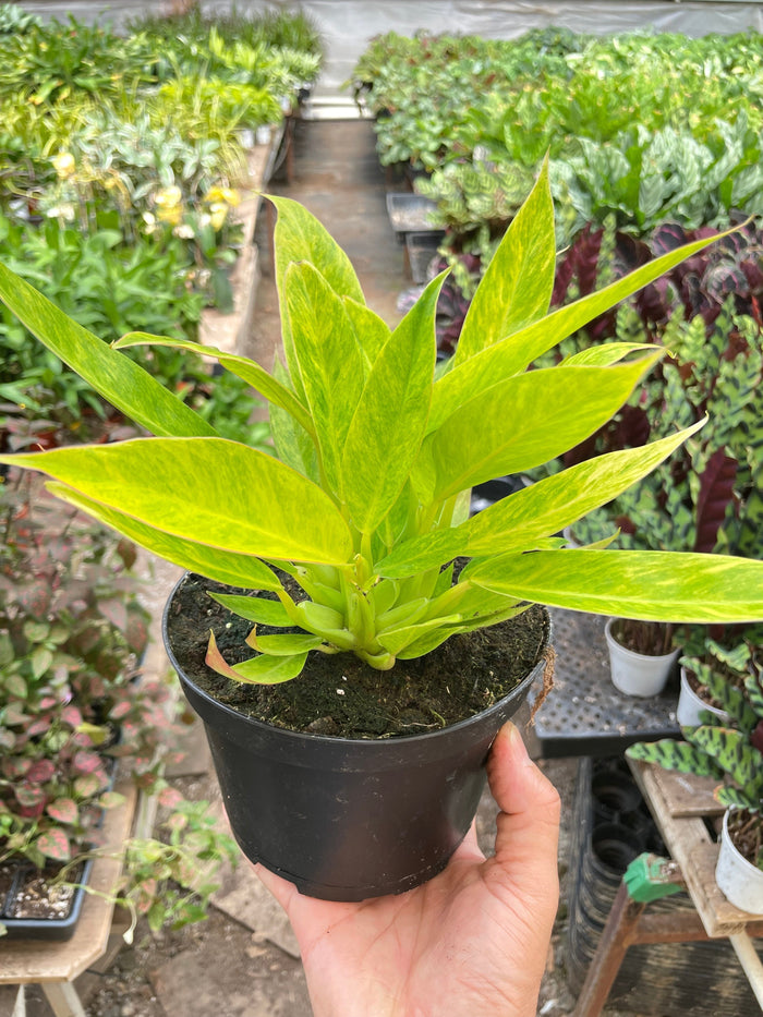 Philodendron plant in black nursery pot with broad lime-green leaves and new growth