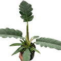 Philodendron plant with large green velvety leaves in a black nursery pot