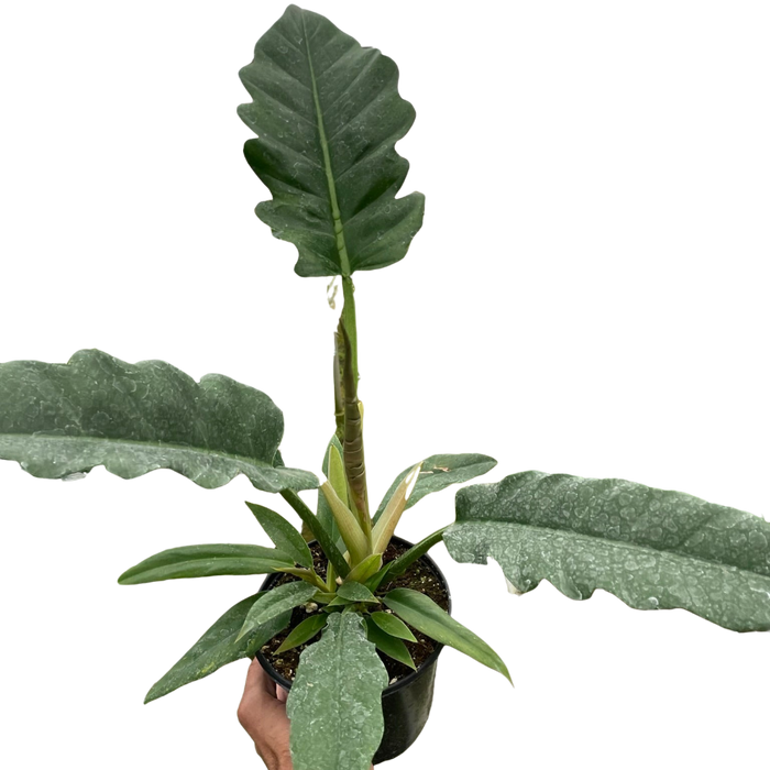 Philodendron plant with large green velvety leaves in a black nursery pot