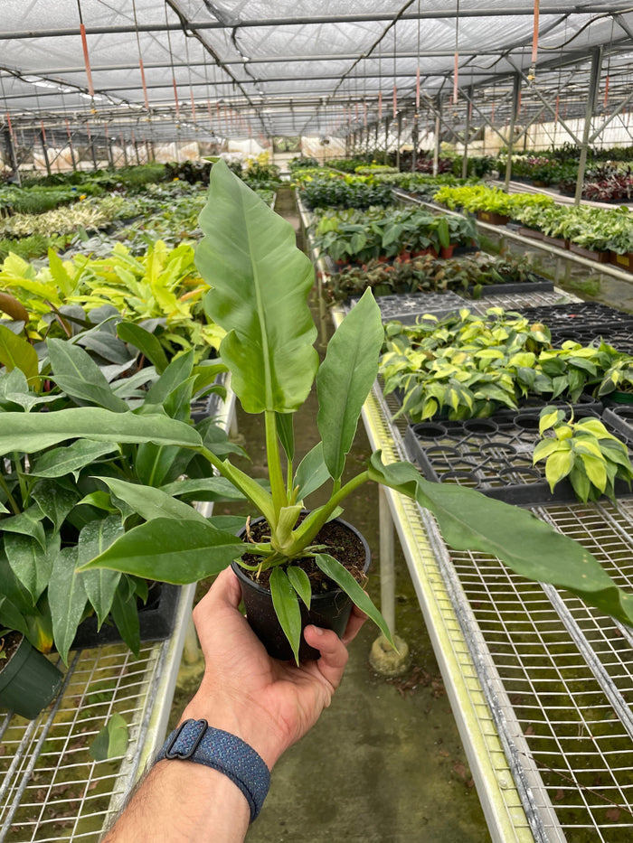 Philodendron plant with broad green leaves held in a black pot by hand