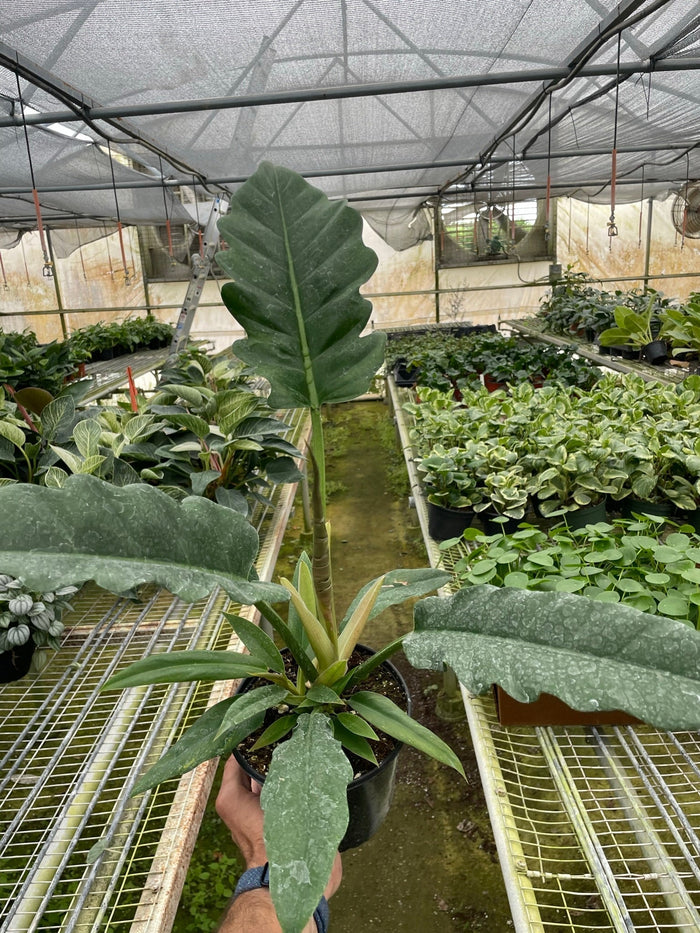 Philodendron plant with upright stem and large split leaves in black pot