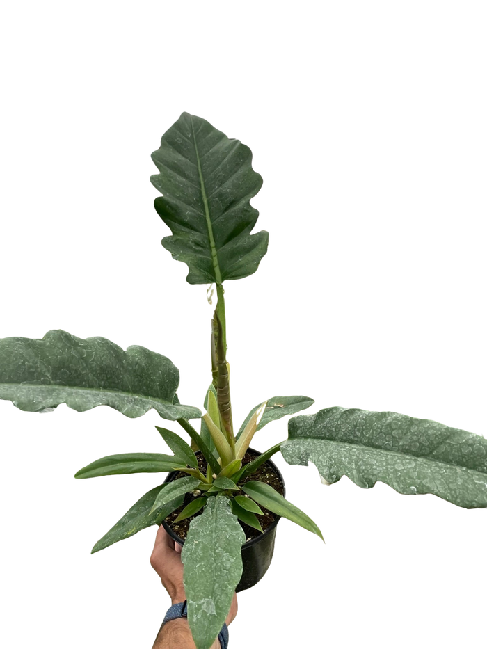 Philodendron plant with textured dark green leaves in black nursery pot