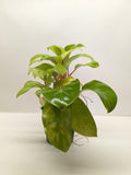 Lemon-lime philodendron plant with glossy broad leaves in a pot