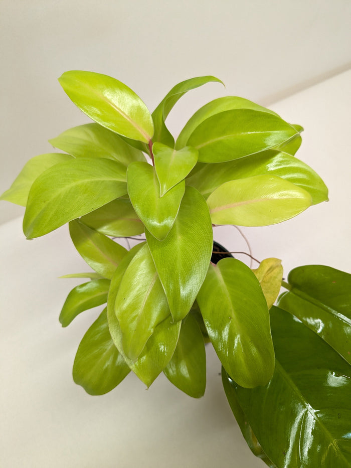 Neon yellow philodendron plant with glossy heart-shaped leaves and trailing stems