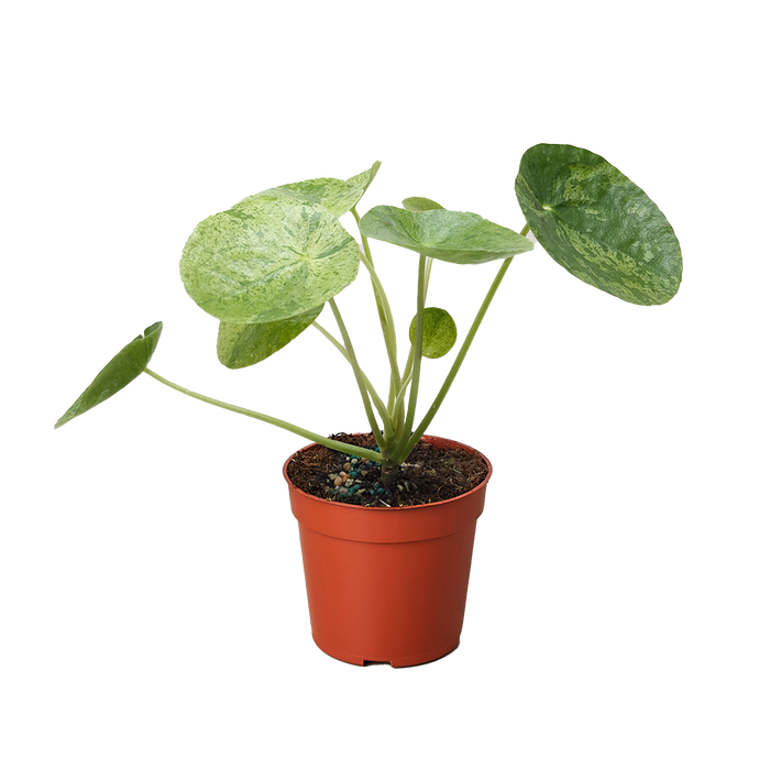 Variegated pilea in terracotta pot, broad light-green leaves