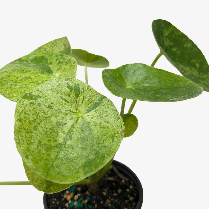 Variegated pilea close-up, textured light-green and green leaves on stems