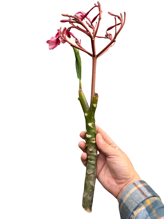 Plumeria plant in hand with pink blossoms, green leaves, and textured stem