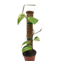 Pothos plant in terracotta pot with variegated green leaves on coir pole