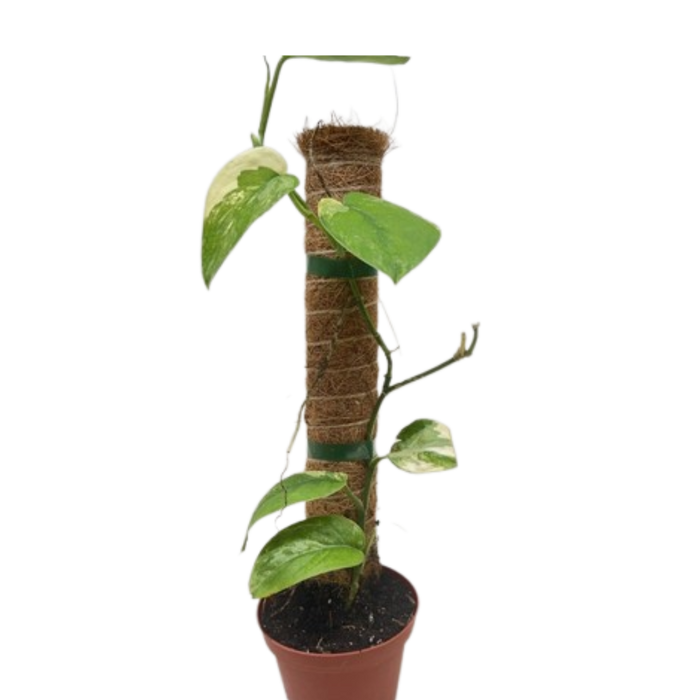 Pothos plant in terracotta pot with variegated green leaves on coir pole