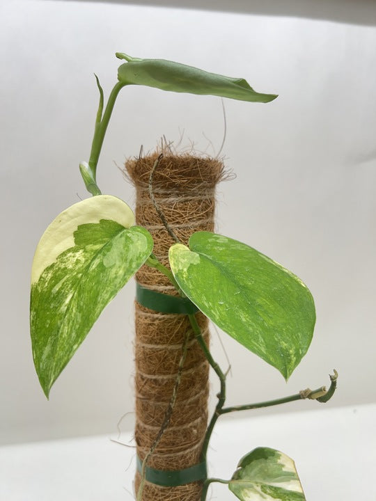 Pothos plant on coir pole in terracotta pot, large green variegated leaves