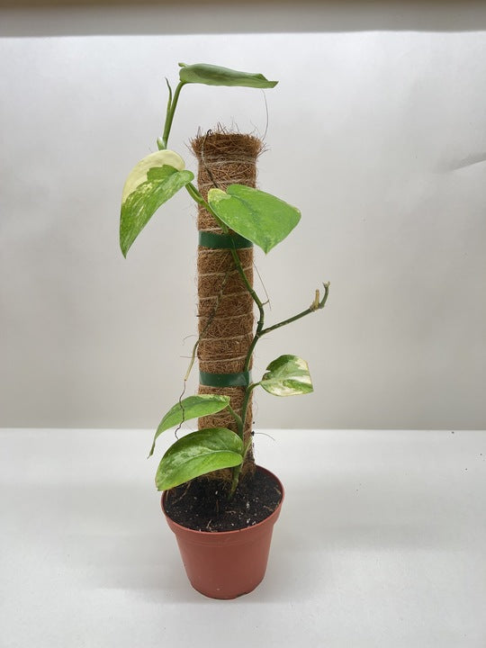 Pothos plant in terracotta pot with variegated green leaves climbing a coir pole