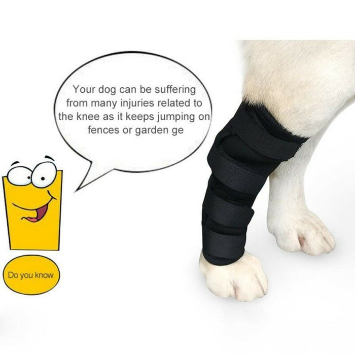 Recovery Leggings for Dogs