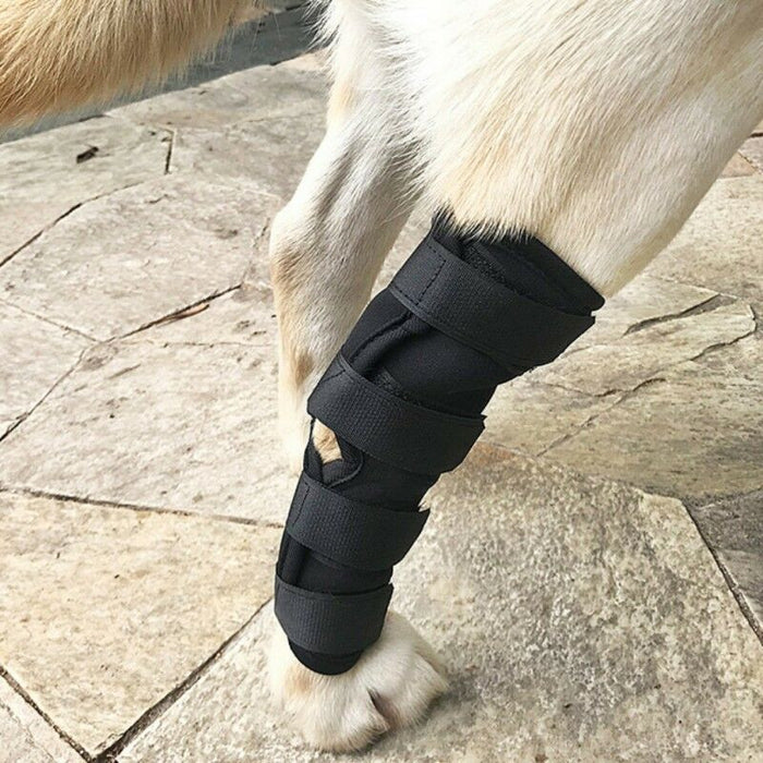 Recovery Leggings for Dogs