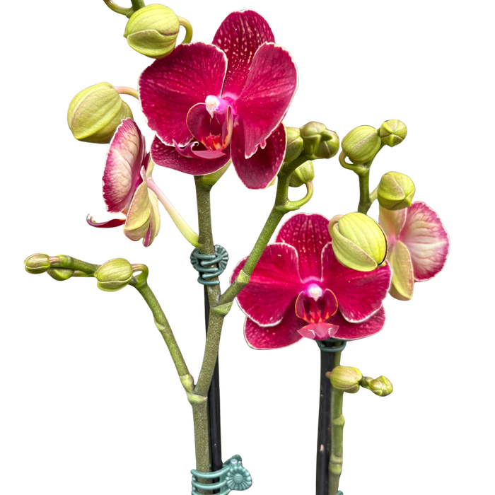 Moth orchid plant with red flowers and green buds on branching stems
