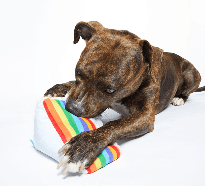 SAVE $1! BARK Peace of Cake 2 Squeakers Plush Dog Toy - Glad Dogs Nation | ALL Profits Donated