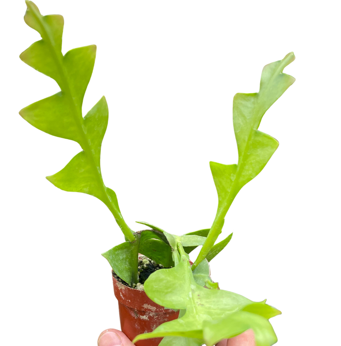 Shark tooth orchid cactus plant with bright green zigzag leaves in terracotta pot