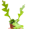 Shark tooth orchid cactus plant with bright green zigzag leaves in terracotta pot