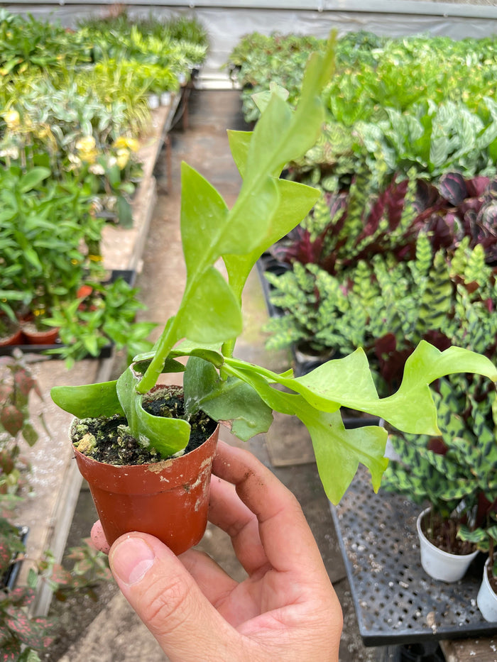 Orchid cactus plant with long green zigzag pads in terracotta pot, held by hand