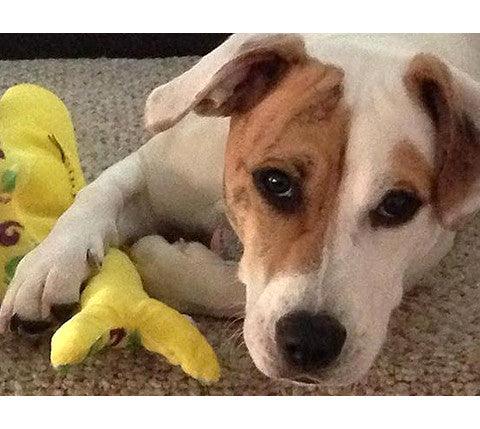 Small Stuffed SQUEAKY Dog & Puppy Toys / 10 - 30 lbs. - Glad Dogs Nation | ALL Profits Donated