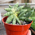 Snake Cylindrica succulent in red plastic pot, green leaves with pointed tips