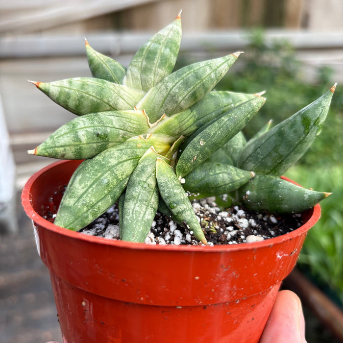 Snake Cylindrica succulent in red plastic pot, green leaves with pointed tips