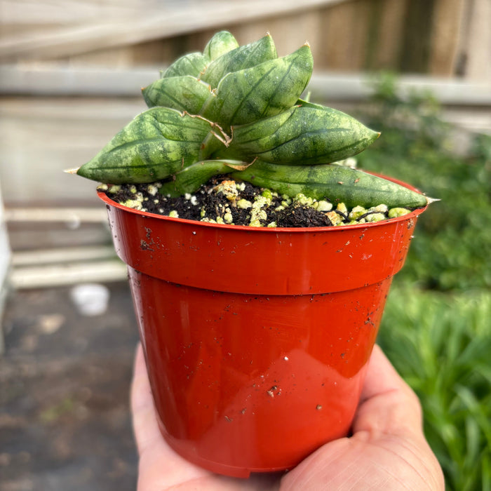Snake Cylindrica succulent in red plastic pot held in hand, green rosette leaves