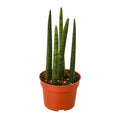 Snake plant Cylindrica in terracotta pot, tall upright green leaves with mottled stripes.