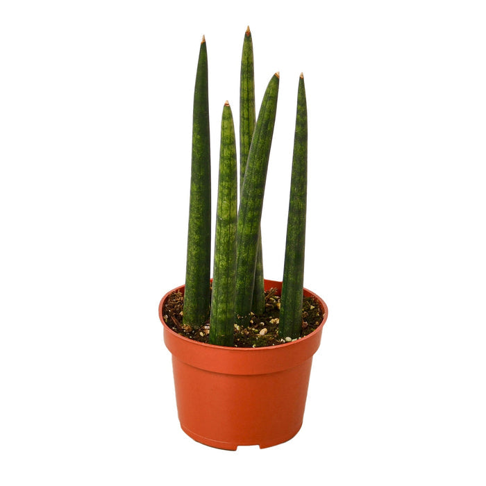 Snake plant Cylindrica in terracotta pot, tall upright green leaves with mottled stripes.