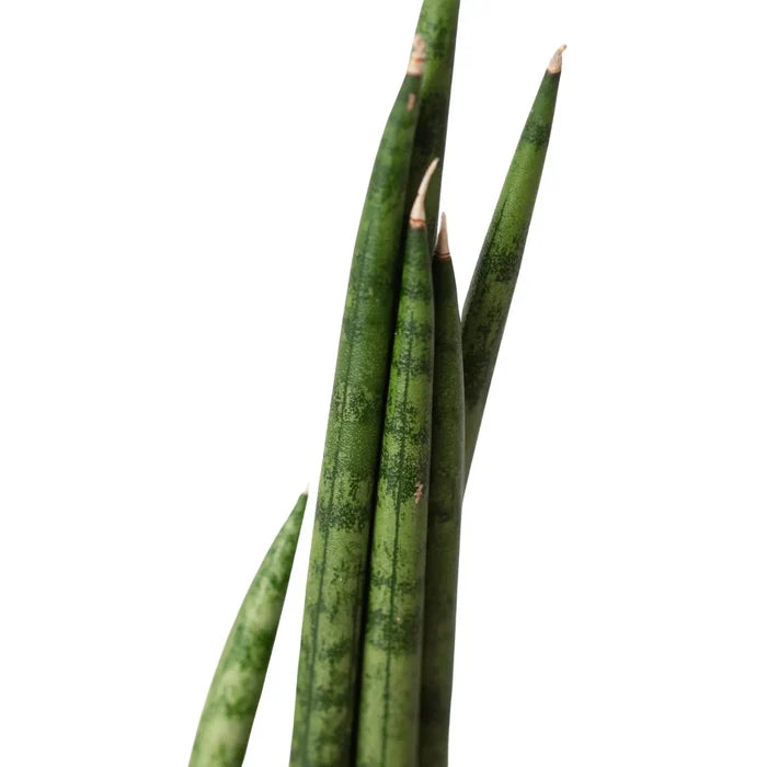 Snake plant leaves in close view, dark green with lighter mottled bands.