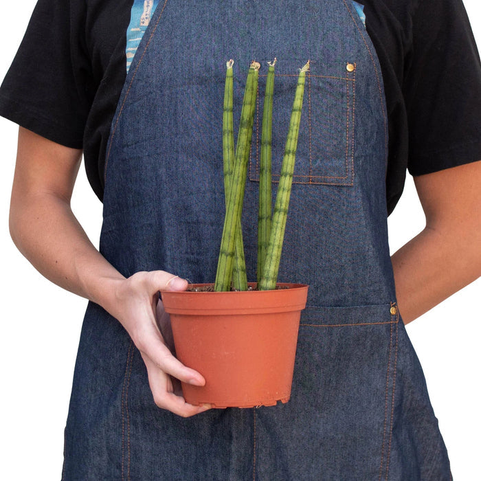Snake plant in terracotta pot, held by person; upright green striped leaves.