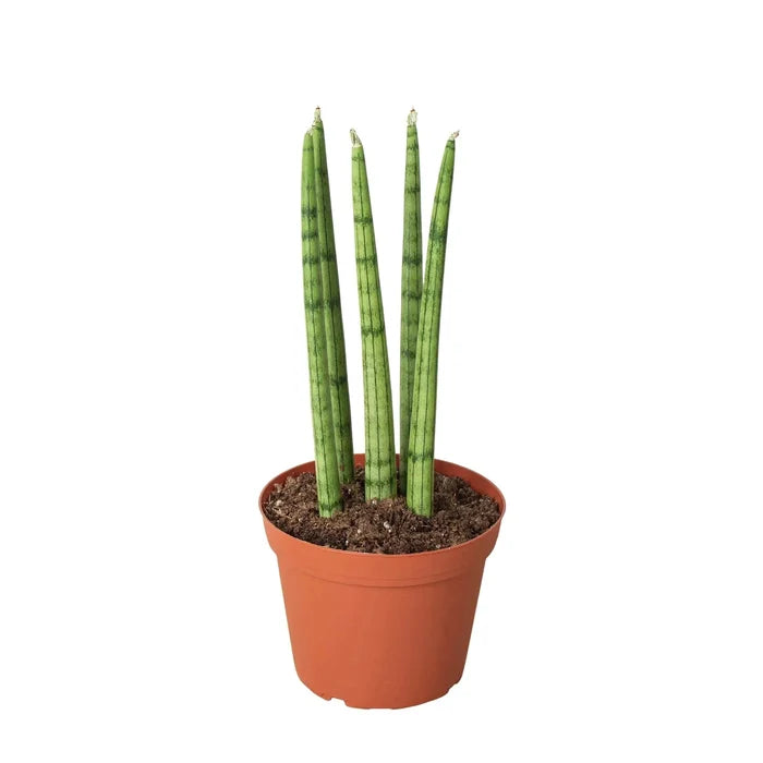 Snake plant Cylindrica in terracotta pot, upright spiky green leaves with mottled pattern.