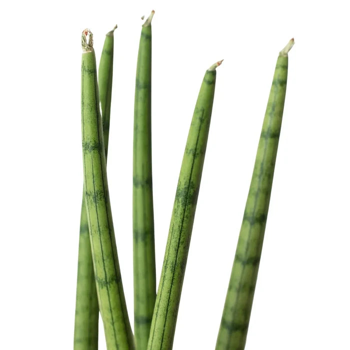 Snake plant leaves close-up, light green with dark speckles and vertical striping.