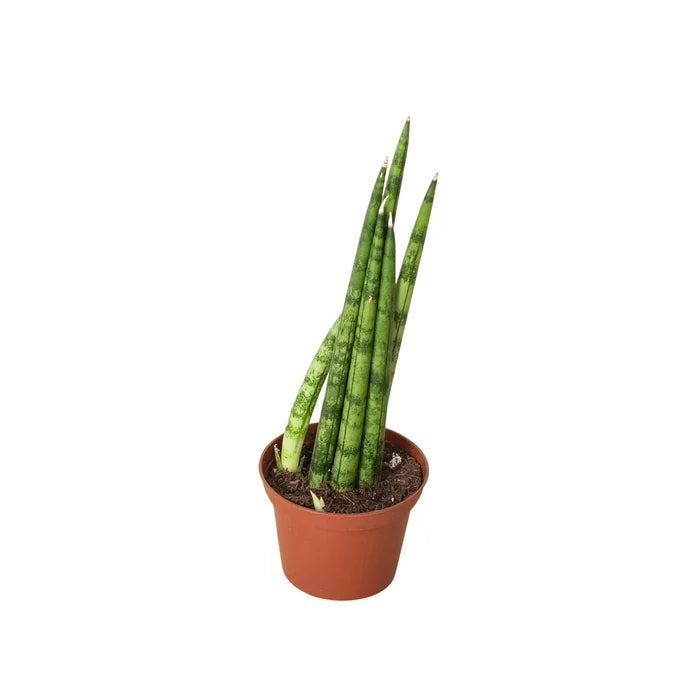 Snake plant in terracotta pot, angled view of tall green leaves with mottled texture.