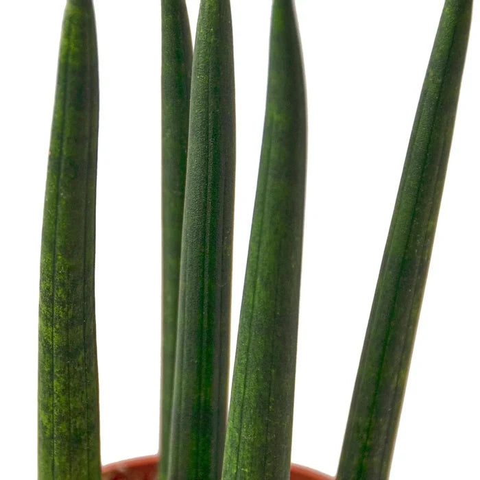 Snake plant close-up of green leaves, dark mottled pattern on smooth upright stems.