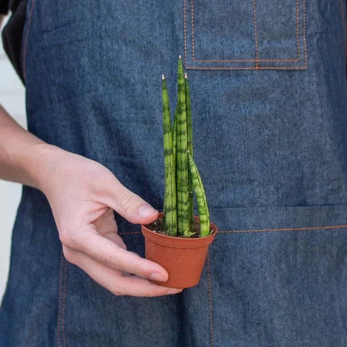 Snake plant in terracotta pot, person holding the plant with upright green striped leaves.