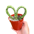 Heart-shaped snake plant with green variegated leaves in red plastic pot