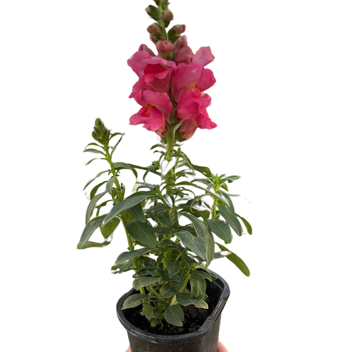 Pink snapdragon plant in black pot with clustered blooms