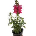 Pink snapdragon plant in black pot with clustered blooms