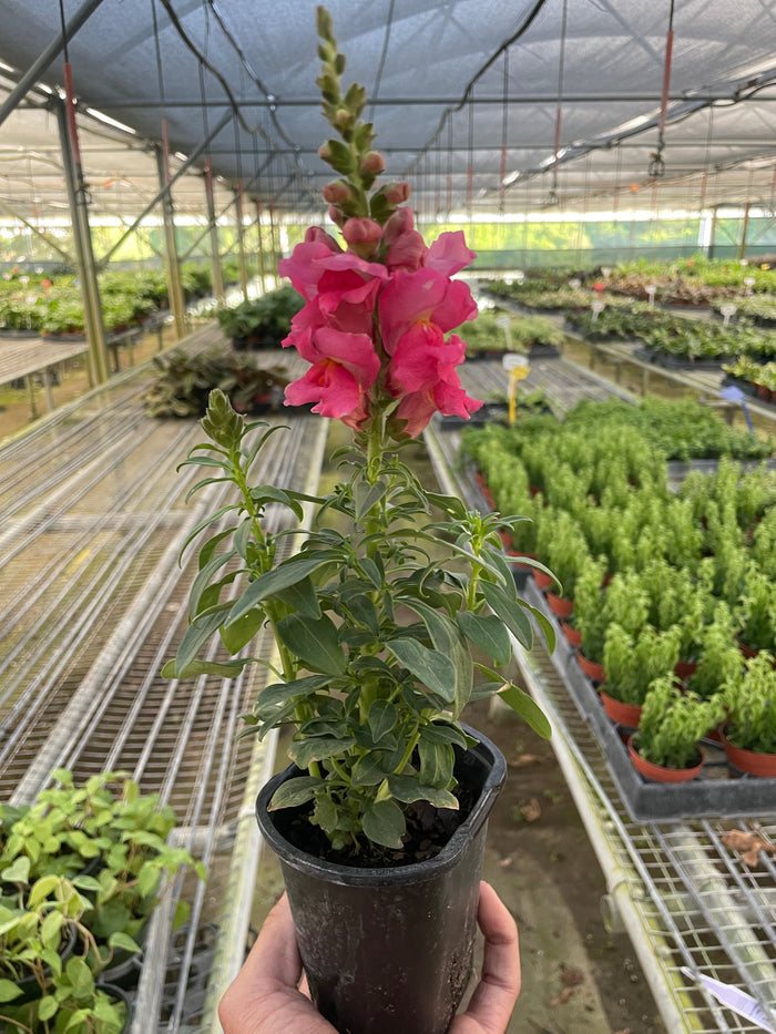 Pink snapdragon plant in black pot, held by hand