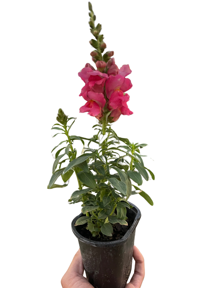 Pink snapdragon plant with green leaves in black pot