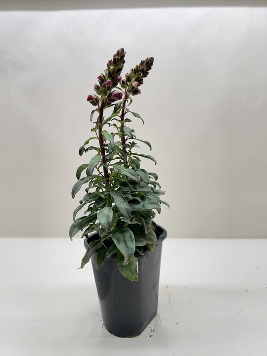 Purple snapdragon plant with tall buds in black pot