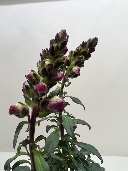 Purple snapdragon flower stems with green leaves in pot