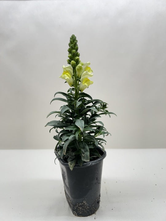 Light yellow snapdragon plant with green foliage in black pot