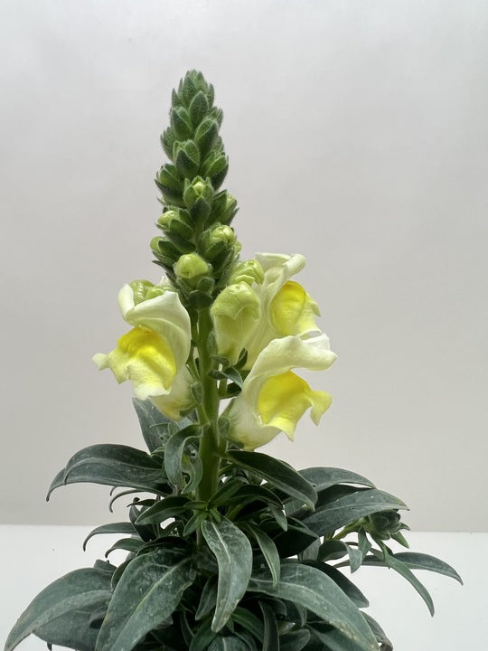 Yellow snapdragon plant with pale blooms and green leaves in pot