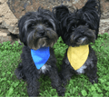 SnugPups Cooling Bandana - Glad Dogs Nation | ALL Profits Donated