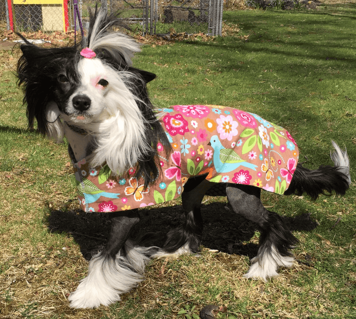 SnugPups Lightweight Fashion Jackets